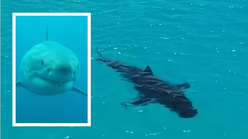 Dave Riggs: WA documentary maker has been tracking a rare great white pairing sighted off in Esperance